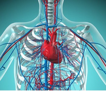 Kalp Damar Hastalıkları
